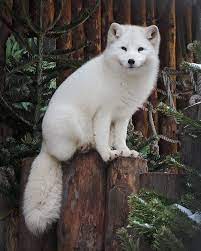 Arctic Fox Pet Price Baby Arctic Fox Pet Fox Arctic Fox