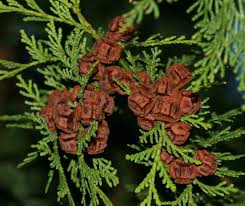 Image result for Cupressaceae