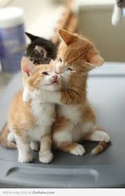 Now Listen Here If You Don T Get It Right Next Time I M Going To Get Upset Understand Your Sister Got It Right The First Time Sevimli Kediler Sevimli Hayvan Yavrulari Ve Sevimli