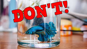 Marimo are also widely popular for use in terarriums, jars, vases, and other containers. Are Betta Fish Happy In A Vase Or Cup What S The Best Tank For A Betta Fish T O O L Youtube