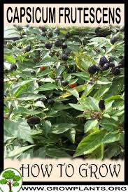 Image result for Capsicum frutescens