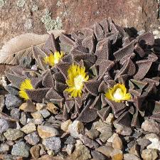 Image result for Nananthus