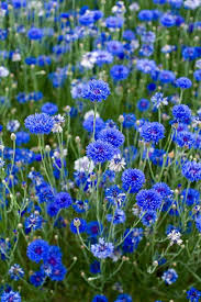Oct 21, 2020 · this flowering plant has wonderful blossoms with a velvety texture, rich blue color, and contrasting center. 20 Best Blue Flowers For Your Garden Top Types Of Blue Flowers