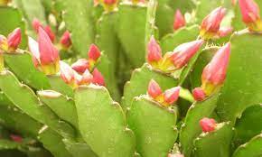 Just sever a branch and let the cut end dry out and callous. Easter Cactus An Epiphytic Cactus You Can Grow Epic Gardening