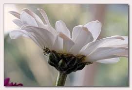 صورة وردة بيضاء اللون Photo Hd Flowers Plants Photo