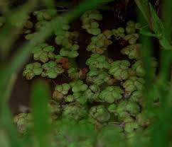 Image result for Wolffiella repanda