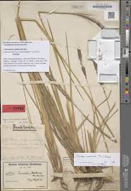 Image result for Cenchrus macrourus