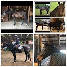 Evergreen Stables 2140 Oran Delphi Rd Delphi Falls Ny 2021 Evergreen stables situated in paarl , the heart of the winelands , offers you tuitition , trails , camps and much more! localgymsandfitness