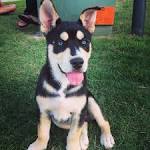 Pitsky Dog Breed Information and Pictures