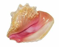 Queen Conch Shell | Object Lessons - Natural World: Water | Conch Shell,  Shells, Conch