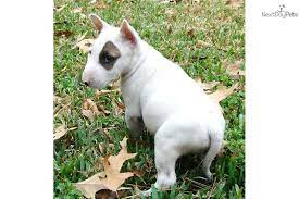 Puppies For Sale Dogs For Sale From Dog Breeders Miniature Bull Terrier Puppies Dog Breeder Bull Terrier Puppy