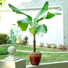 So where can you get blue java bananas? Ice Cream Banana Trees For Sale Brighterblooms Com