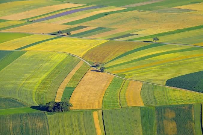 In crescita il tessuto imprenditoriale foggiano: volano Agricoltura e Società di Capitale