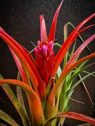 Image result for Rinorea laurentii