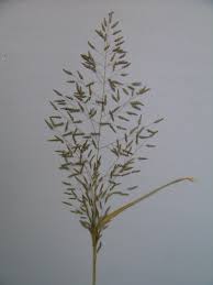 Image result for Eragrostis tenuifolia