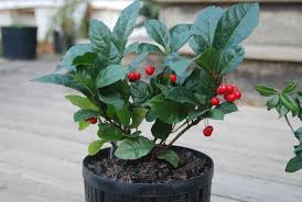 Image result for Ardisia