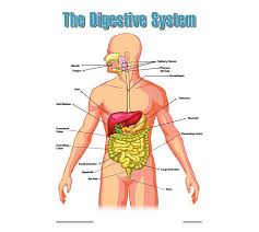 Pig meat cuts labeled diagram. Chart The Human Digestive System Poster Novelty Activity Books Novelty Activity Books Baby Toddler Children Young Adult Books Makro Online Site