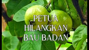 Bau badan yang tidak menyenangkan amat memalukan. Petua Hilangkan Bau Badan Pucuk Daun Jambu Batu Youtube