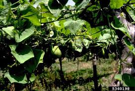 Image result for Sechium edule