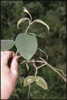 Image result for Marsdenia dregea