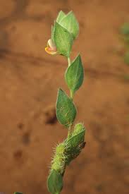 Image result for Zornia glochidiata