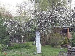 Bieżanów, kurdwanów, na kozłówce, piaski nowe, prokocim, ruczaj, wola duchacka i in. Zielony Stary Biezanow Home Facebook