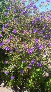It can be used as an ornamental. What Is This Tree With Purple Flowers Gardening Landscaping Stack Exchange