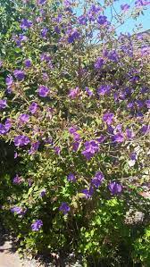 Check spelling or type a new query. What Is This Tree With Purple Flowers Gardening Landscaping Stack Exchange