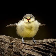 Baby Bird Identifier By Picture Shall We Play Aeroplanes O Baby Bird Bird Species Animals