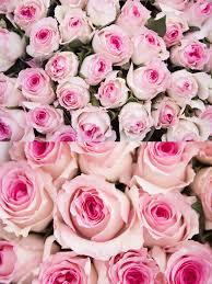 Pete hagger 386 7085 secretary: Rose Mandala Mandala Rose Rose Beautiful Flowers