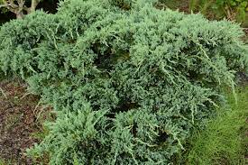 Depending on taxonomic viewpoint, between 50 and 67 species of junipers are widely distributed throughout the northern hemisphere, from the arctic, south to tropical africa, from ziarat. Growing Japanese Junipers How To Care For Japanese Juniper Shrubs