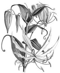 Image result for Camptorrhiza strumosa