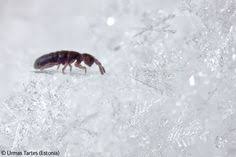 Ask the health center staff for more information. 17 Urban Pests Woolwine Pest Control Ideas Pest Control Pests Insect Pest