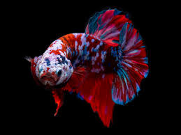 Alibaba.com offers 1,276 koi betta products. Koi Betta Fish Online Shopping