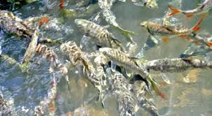 This natural fish spa is located just next to sabah tea garden. Sabah Tagal Sungai Moroli Kampung Luanti Fish Massage Oneapps