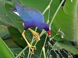 Image result for Galiniera