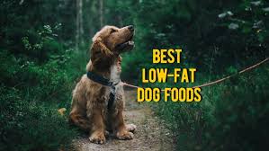 Check spelling or type a new query. Best Low Fat Dog Food Top Rated Low Calorie Foods For Dogs Review