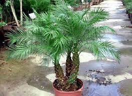 Phoenix Roebelenii Pygmy Date Palm 2011 Cold Hardy Palm Trees Palm Trees For Sale Rustic Landscaping
