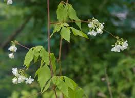 Image result for Cardiospermum grandiflorum