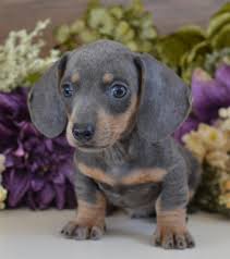 Jack is the kind of puppy that you will only come across once in. Blue Dachshund Puppy For Sale Petswall