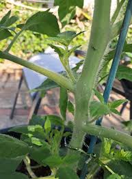 Image result for BLACKFLY ON TOMATO PLANTS