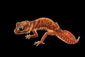 Image result for Pycreus nitidus