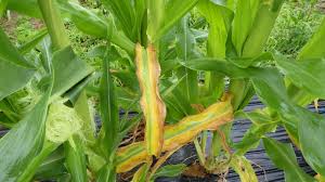 スイートコーンの下葉が黄色くなって枯れる 野菜作り失敗の傾向と対策