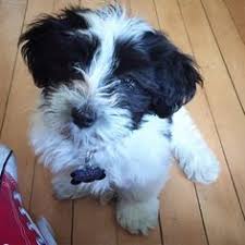 Location information on over 1,400 puppy training centers in our national directory. 130 Dog Training Ideas Dog Training Positive Reinforcement Dogs