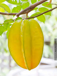 Carambola, also known as starfruit, is the fruit of averrhoa carambola, a species of tree native to tropical southeast asia. Sweet Star Fruit Tree Averrhoa Carambola Kens Nursery