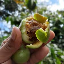 Image result for Vangueria esculenta