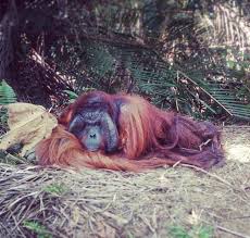 Visitors, researchers, the scientific community, the local community, staff and future generations ??? Bukit Merah Orang Utan Island Foundation Happy Friday From Bj Come And Feed Me Girls I M The Most Handsome Orangutan Here Bmouif Orangutanisland Orangutans Criticallyendangered Conservation Loveorangutans Saveorangutans Visitperak2017