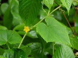 Image result for Cucumis maderaspatanus