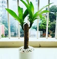 Buy Online Bonsai Tree Seed Gardening Accessories Nursery Items From Bonayon Com Dhaka Bangladesh Bonsai Bonayon Com
