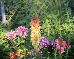 I'm going to look up the best summer flowers to plant in our maryland garden. Design A Garden For Flowers All Summer Great Plant List The Old Farmer S Almanac
